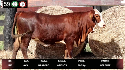 Lote LOTE 59