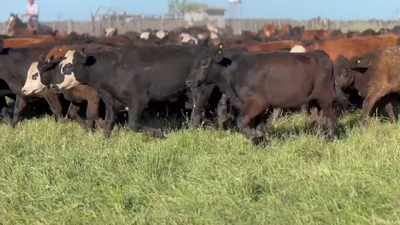 Lote 100 Novillitos