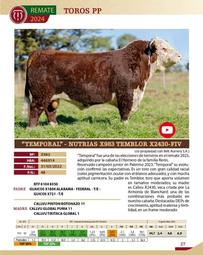 Lote TOROS PP