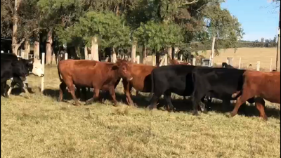 Lote 37 Vacas preñadas en Castillos, Rocha