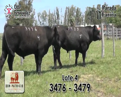 Lote TOROS LIMANGUS