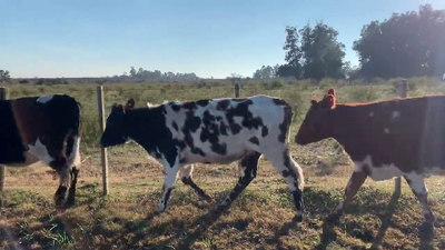Lote (Vendido)4 Vaquillonas Vacas Preñadas NO X HO 400kg - , Colonia