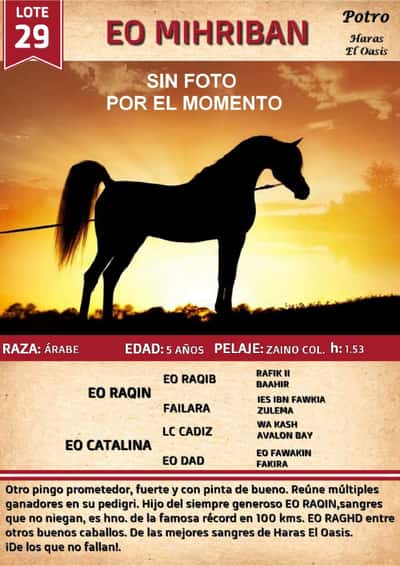 Lote EO MIHRIBAN