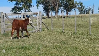 Lote TERNEROS