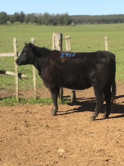 Lote 5 Vaquillonas más de 2 años en Rocha