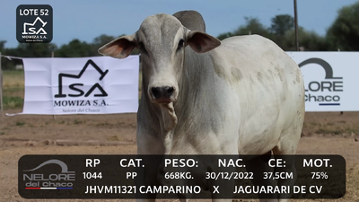 Lote LOTE 52