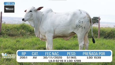 Lote LOTE 24