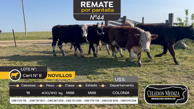 Lote 18 Novillos en La Horqueta, Colonia