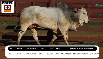 Lote LOTE 28