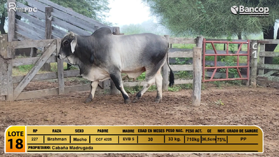 Lote Toros Brahman, Alto Paraguay