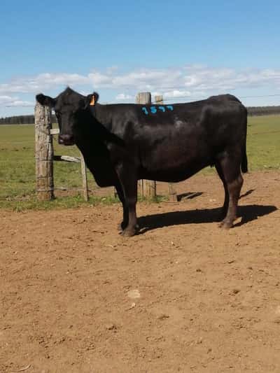 Lote 6 VACAS SA VACIAS