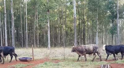 Lote (Vendido)42 Toretones Hibridos tipo brangus/  braford/ nelore. 350kg -  en HernandariasHERNANDARIAS