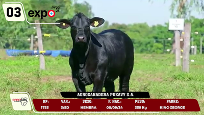 Lote LOTE 3