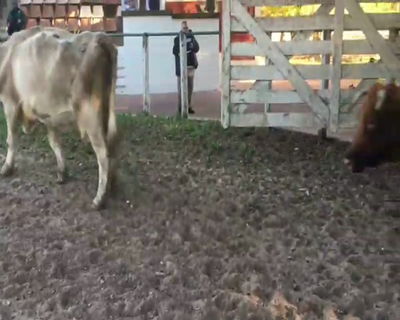 Lote 23 Vacas  en Esquina, Corrientes