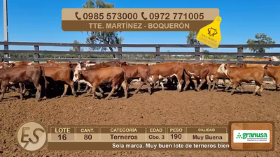 Lote Lote 16