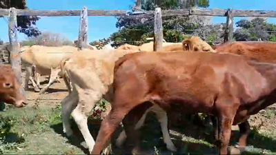Lote 9 Novillitos