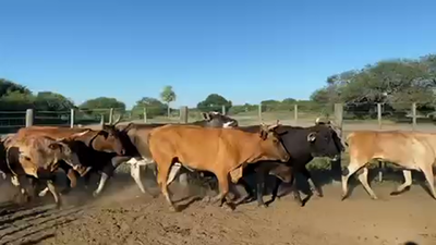 Lote 33 Vacas nuevas Preñadas en Pto. Eva Perón, Chaco