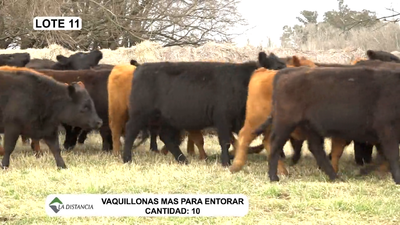 Lote Vaquillonas Mas p/Entorar Negras