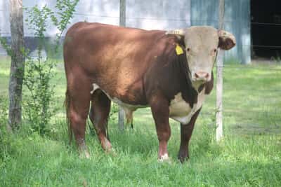 Lote PEDIGREE DE 2 AÑOS