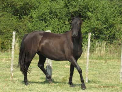 Lote Morocho Don Miguel