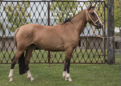 Lote TOBOGAN 69