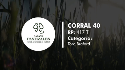 Lote Toro