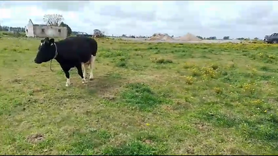 Lote Vacas de Invernada Holando en Ruta 1 Km 85