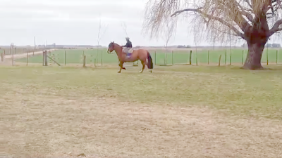 Lote EL HORNERO - CABALLO CRIOLLO MONTADO