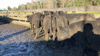 Lote 43 Ternero en Puyehue, X Región Los Lagos