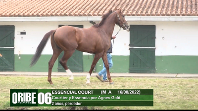Lote Lote 6