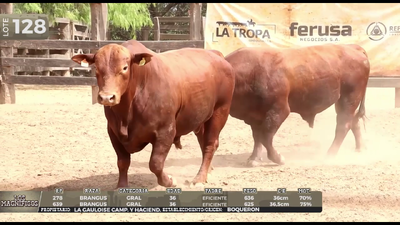 Lote LOTE 128