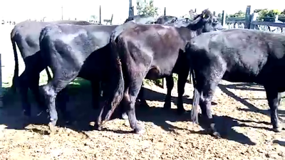 Lote 5 Vaquillonas 1 a 2 años ANGUS 420kg - , San José