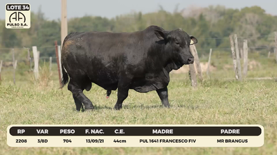 Lote LOTE 34