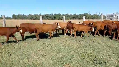 Lote 25 Terneros/as