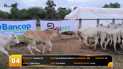 Lote Vaquillas C4