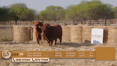 Lote Toro