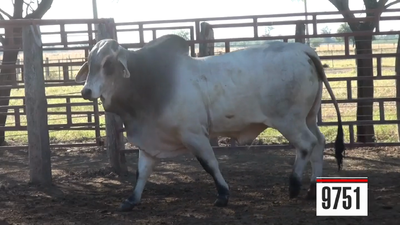 Lote Brahman