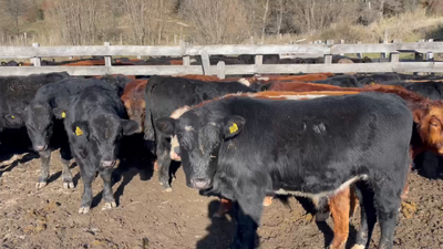 Lote 60 Ternero en XI Región Aysén, Coyhaique