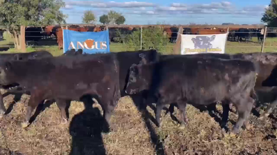 Lote 12 Terneros/as en Gral. Paz, Buenos Aires