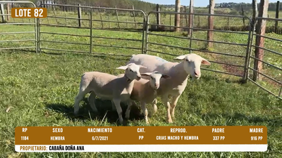 Lote LOTE 82- DESTACADO