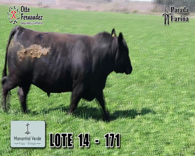 Lote LOTE 14