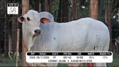 Lote LOTE 33