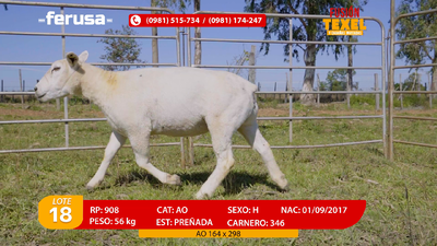 Lote Lote 18