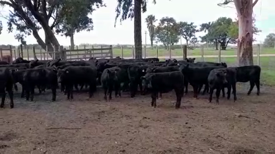 Lote TERNERAS
