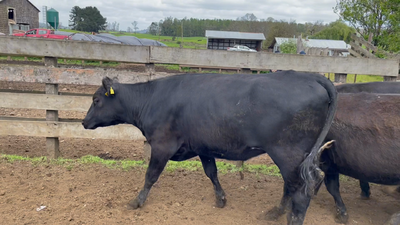 Lote 14 Vaquilla Engorda en Puerto Varas, X Región Los Lagos