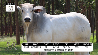 Lote LOTE 71