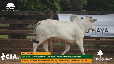 Lote 