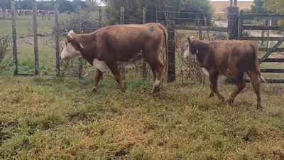 Lote (Vendido)2 Piezas de cría Polled Hereford en Nueva Helvecia
