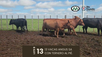 Lote 13 Vientres SA, Artigas