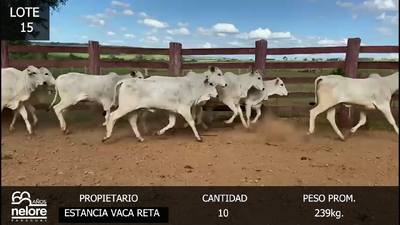 Lote LOTE 15